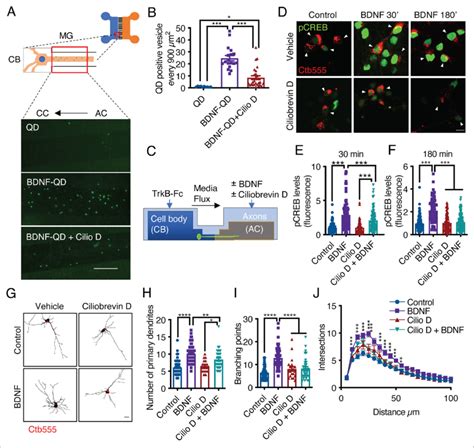 Dynein Activity Is Required For Phosphorylation Of CREB And Dendritic