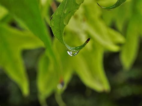 Leaves Macro Blur Smooth Drop HD Wallpaper Pxfuel