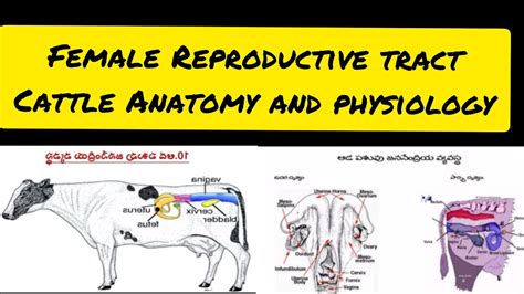 Female Cow Reproductive System