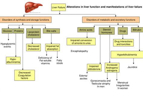 Liver Diseases Disorders Of The Exocrine Pancreas Flashcards Quizlet