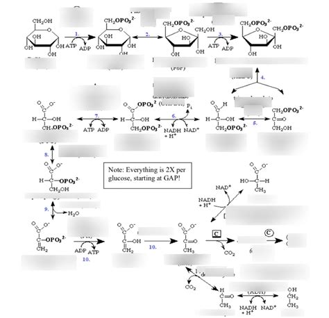 Glycolysis Diagram Diagram | Quizlet