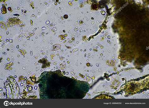 Soil Microorganisms Close Microscope Soil Farm Stock Photo by ©wedge 690648250