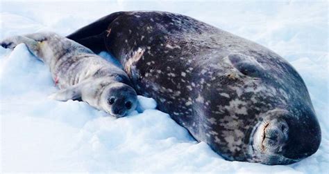 Baby Leopard Seal Pups