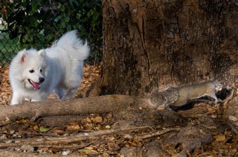 Dog Chasing Squirrel Stock Photos, Pictures & Royalty-Free Images - iStock