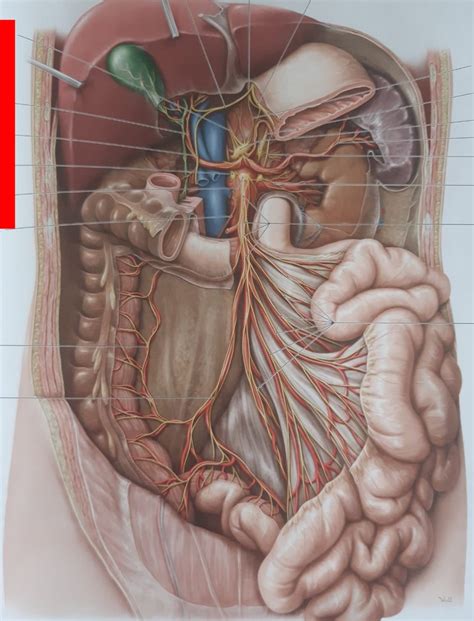 Structuren Anatomie 18 Diagram Quizlet