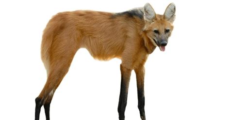 Nome Cientifico Do Lobo Guara - Nome Popular do Lobo Guará e Nome Científico | Mundo Ecologia
