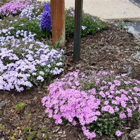 How To Plant Creeping Phlox For Gorgeous Ground Cover In 2024