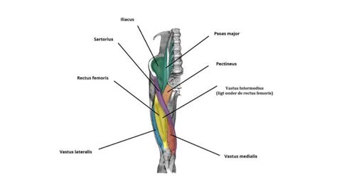 Bovenbenen Trainen Effectieve Oefeningen Schema Victor Mooren