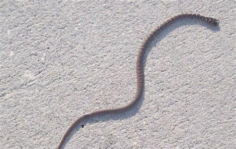 My Florida History: Pygmy Rattlesnake