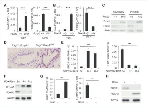 Foxp Repressed Brca Expression In Mammary And Prostate Epithelial