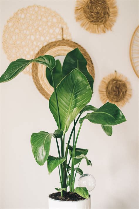 Strelitzia Nicolai Care