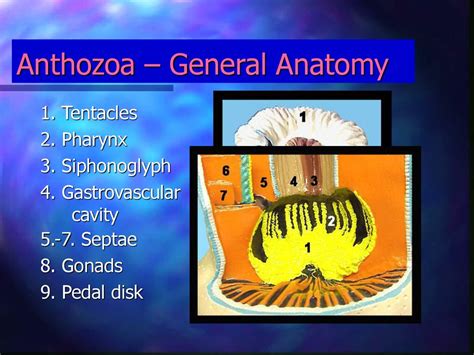 Class Anthozoa Characteristics Ppt Download