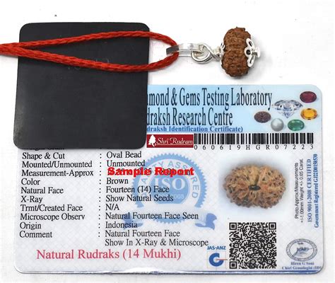 ShriRudram 14 Mukhi Rudraksha Fourteen Face Rudraksh Java Lab Certified