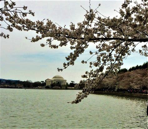 Solve Cherry Blossoms And Jefferson Memorial Jigsaw Puzzle Online With