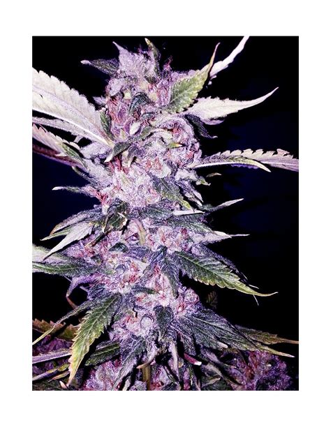 Purple Chem The Cali Connection Feminized Seeds On Sale