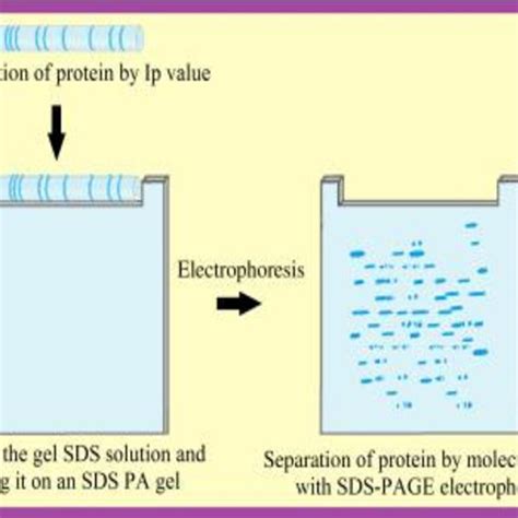 (PDF) ELECTROPHORESIS APPLICATIONS USED IN MEDICINE