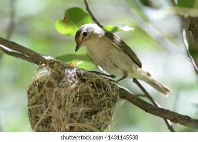 Warbling Vireo Comes Visit Young Nest Stock Photo 1431145538 | Shutterstock