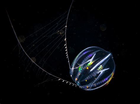 Sea Gooseberry Pleurobrachia Pileus