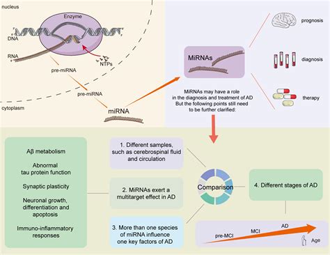 Frontiers MicroRNAs In Alzheimers Disease Function And Potential