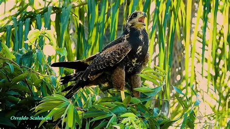 CANTO do GAVIÃO CABOCLO jovem HETEROSPIZIAS MERIDIONALIS SAVANNA