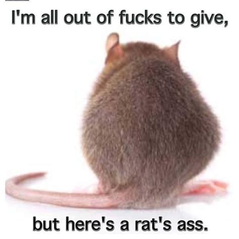A Rat S Ass Look At All The Fucks I Give Know Your Meme