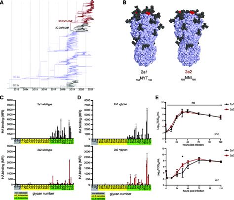 H3n2 Variant Lineage 2a2 Replicates Efficiently In Human Cells Despite