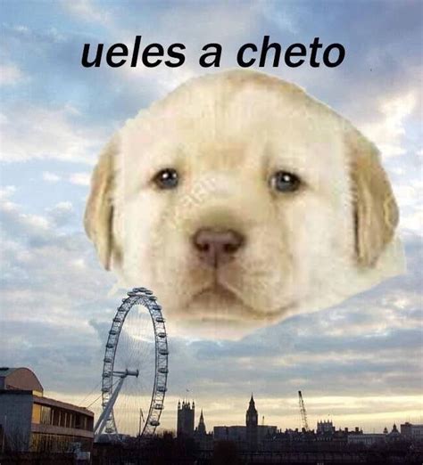 25 Memes Del Perrito Tierno Que Son Efectivamente Muy Tiernos Memes