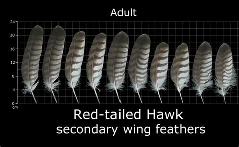 The Feather Atlas Feather Identification And Scans Feather