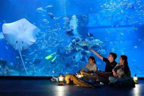 Jakarta Aquarium Lokasi Rute Harga Tiket Tips Liburan