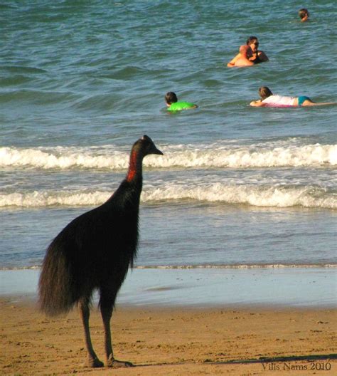 Australian Birds Southern Cassowary The Seeker Magi Nams