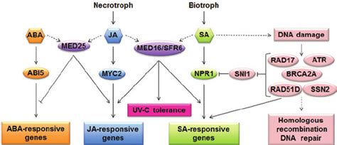 Sa Signaling Pathway