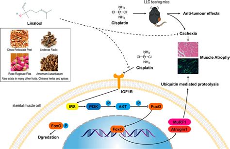 Frontiers Linalool Prevents Cisplatin Induced Muscle Atrophy By