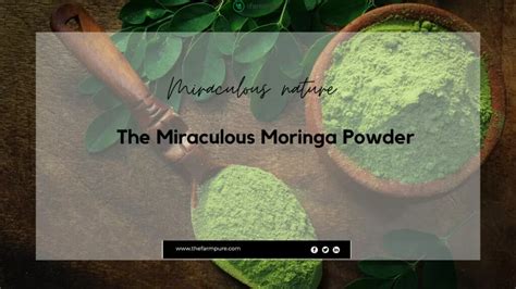 The Miraculous Moringa Powder Unlocking Its Profound Health Benefits