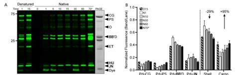 4 Chemical Probing Of Pdu Bmcs A Time Course Labeling Of Bmcs With Download Scientific