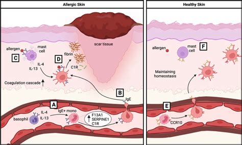 Proposed Mechanism Of F A And The Coagulation Pathway In Ige Binding