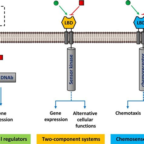 Agonist And Antagonistmediated Modulation Of The Activity Of