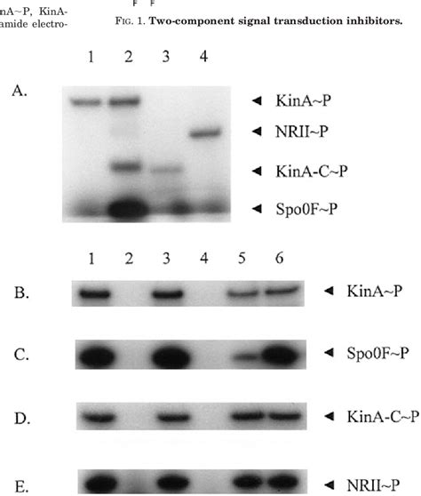 Figure From The Mechanism Of Action Of Inhibitors Of Bacterial Two