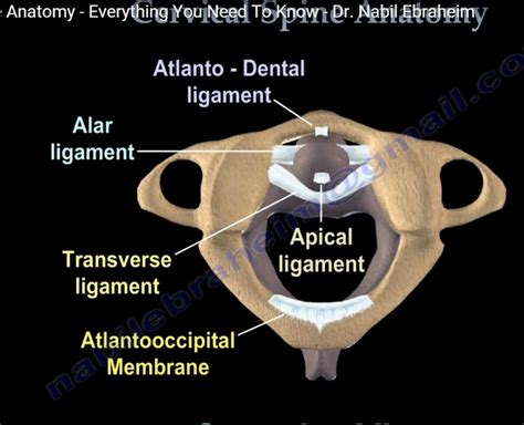 Cervical #Spine Anatomy — OrthopaedicPrinciples.com