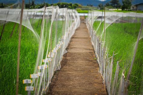 IRRI at a Glance | International Rice Research Institute