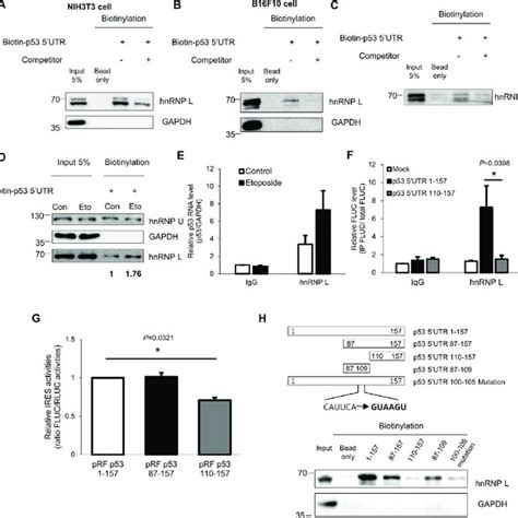 Hnrnp L Interacts With P Mrna And The Binding Apparently Increases