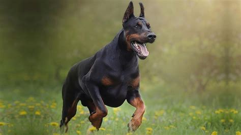 9 Doberman Facts You Didnt Know Doberman Facts Youtube