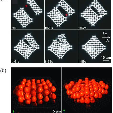 Pdf Nematic Liquid Crystal Colloids