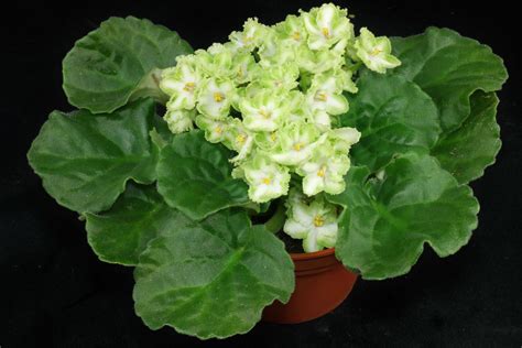 Фиалки зеленые сорта - фото и картинки: 73 штук