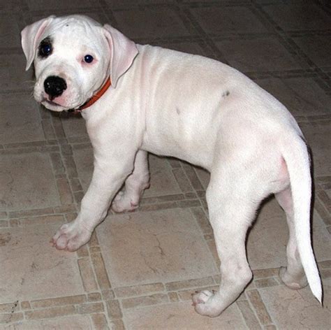 Argentine Dogo Dog Breed Information, Images, Characteristics, Health