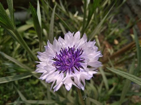 Centaurea Cyanus Flower Ornamental - Free photo on Pixabay - Pixabay