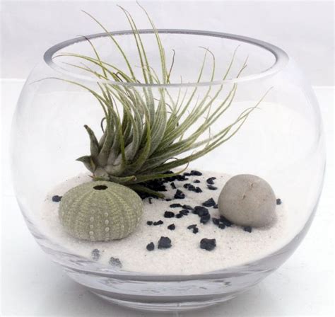 Glass Air Plant Container With Translucent Screen And Chic Cactus Garden Terrarium Air