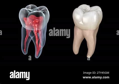 Dental Root Anatomy First Maxillary Molar Tooth Medically Accurate