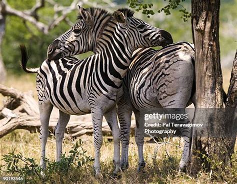 Breeding Zebra Photos and Premium High Res Pictures - Getty Images