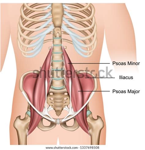 Psoas Major Muscle Anatomy 3d Medical Stock Vector (Royalty Free ...