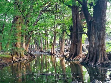 Las Musas La Magia Del Bosque Secreto Y Rea Natural Protegida De